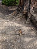 Golden-Mantled Ground Squirrel, Bryce Canyon National Park, Utah, USA