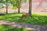 Mule Deer Grazing, Capitol Reef National Park, Utah, USA