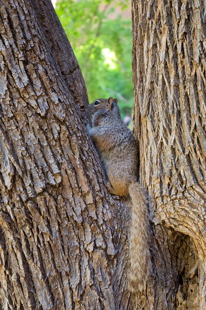 Rock Squirrel, Zion National Park, Utah, USA | Zion National Park - Utah, USA (IMG_6963.jpg)