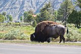 American Buffalo, Mammoth Hot Springs, Yellowstone National Park, Wyoming, USA