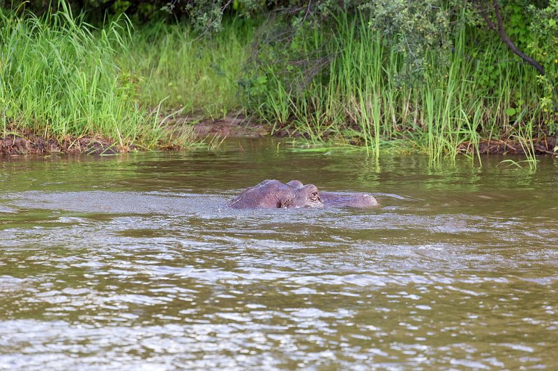 Hippopotamus, Zambezi River | Victoria Falls - Zimbabwe (IMG_0608.jpg)