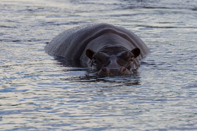 Hippopotamus in Zambezi River | Victoria Falls - Zimbabwe (IMG_0615.jpg)