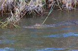 Nile Crocodile in the Zambezi River