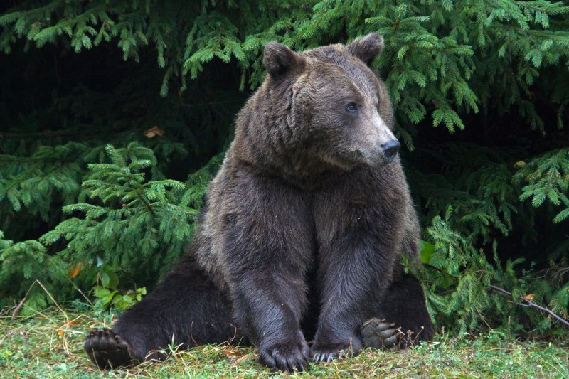 A Bear in Sinaia (Prahova county) | Romanian Countryside (CO07-IMG_2377_f.jpg)