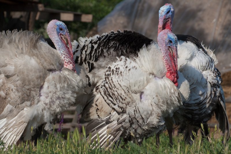 Male Turkeys | Romanian Countryside (CO08-IMG_7799.jpg)