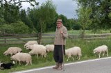 A Shepherd from Cacica (Suceava county)