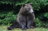 A Bear in Sinaia (Prahova county)