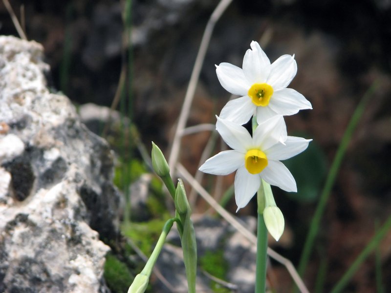 Daffodil | Flowers (FL05-IMG_8475_f.jpg)