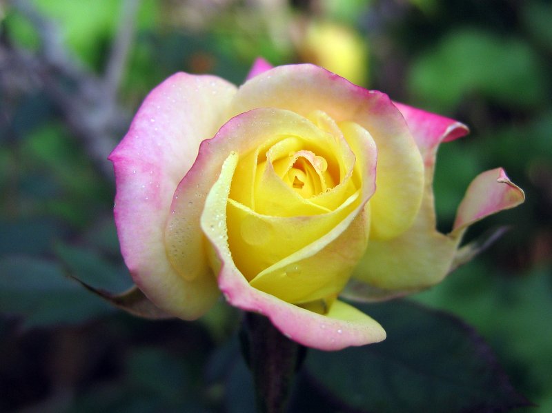 Rose | Flowers (FL07-IMG_7985_f.jpg)