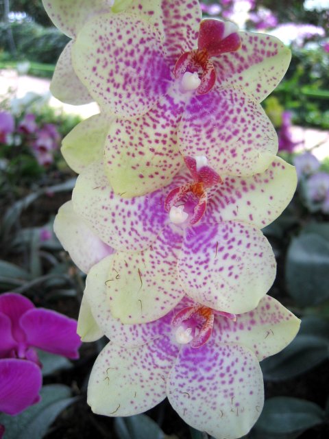 Orchids | Flowers (FL08-IMG_0903_f.jpg)