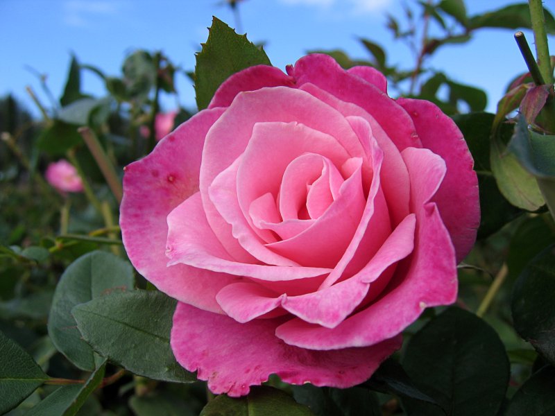 Rose | Flowers (FL09-IMG_8497_f.jpg)