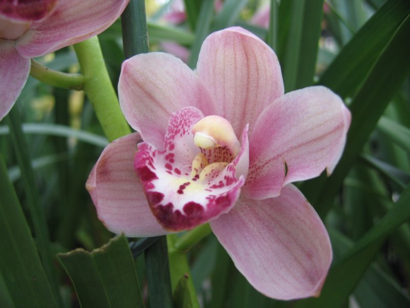 Orchid | Flowers (FL10-IMG_0867.JPG)