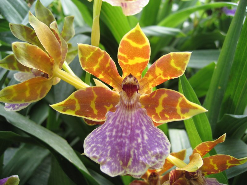 Orchid | Flowers (FL13-IMG_0915.JPG)