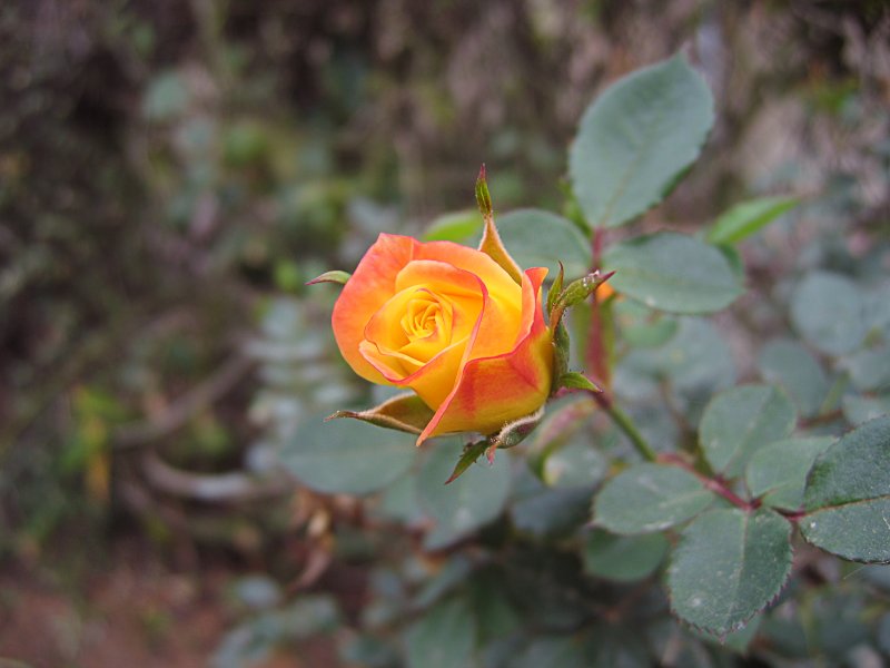 Rose | Flowers (FL14-IMG_2176_f.jpg)