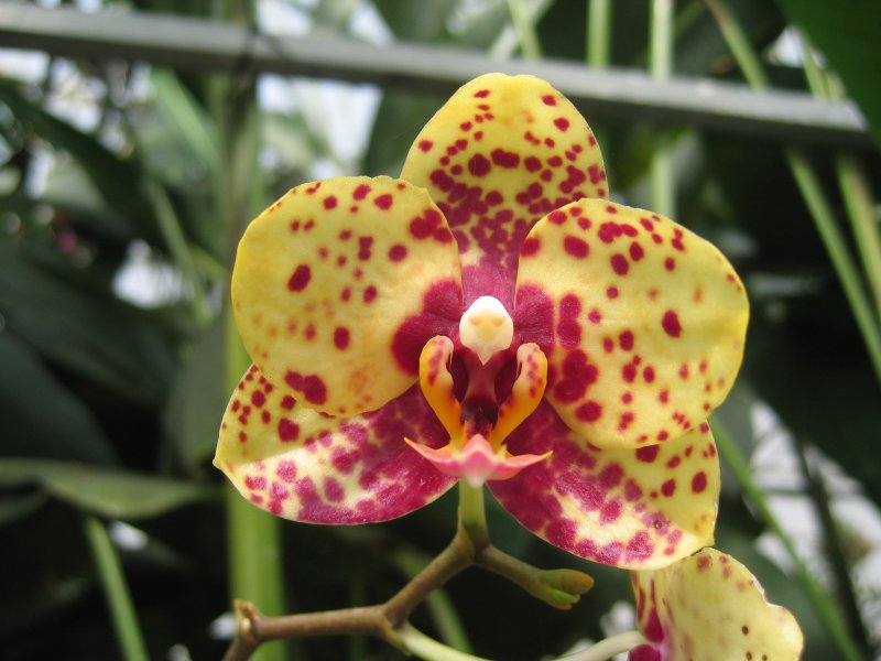 Orchid | Flowers (FL15-IMG_0923.JPG)