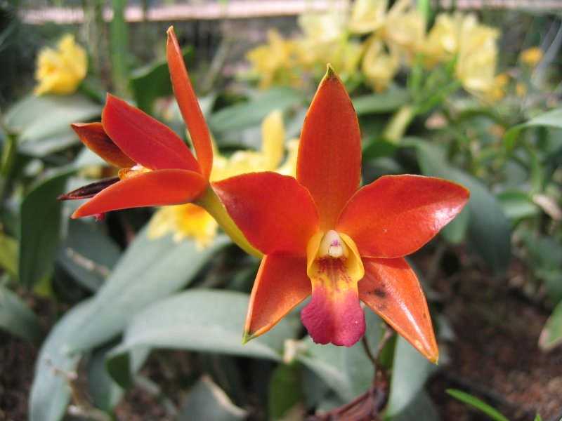 Orchid | Flowers (FL17-IMG_0932.JPG)