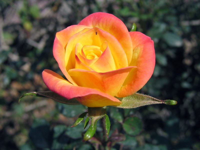 Rose | Flowers (FL18-IMG_1985_f.jpg)