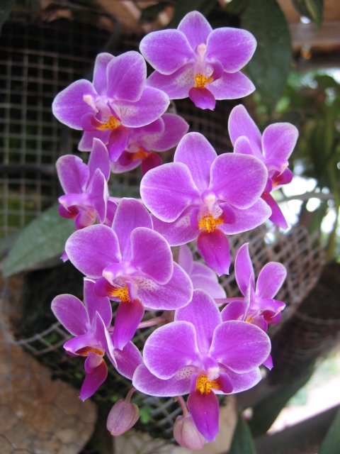 Orchids | Flowers (FL19-IMG_1034.JPG)