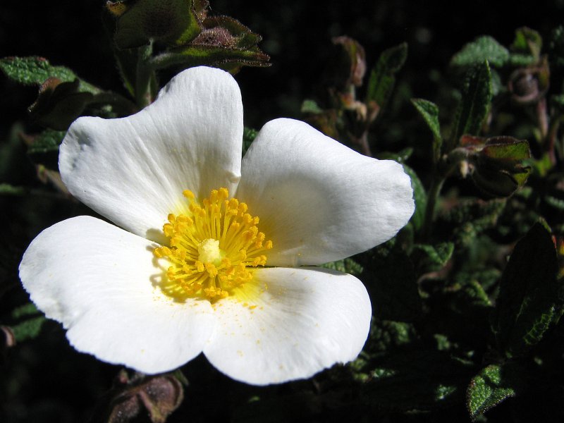 Sage-Leaved Rock Rose | Flowers (FL20-IMG_1590_f.jpg)