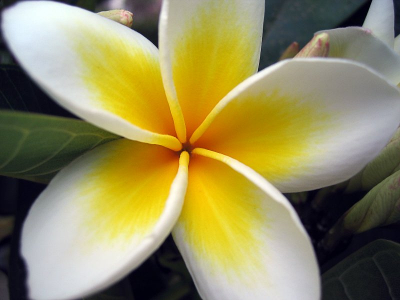 White Frangipani | Flowers (FL21-IMG_3739_f.jpg)