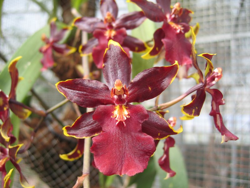 Orchid | Flowers (FL23-IMG_0945.JPG)