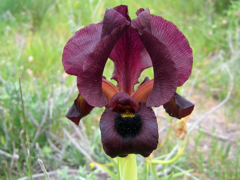 Dark-purple Iris | Flowers (FL26-IMG_1344_f2.jpg)
