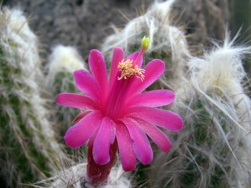 Cacti Flower | Flowers (FL28-IMG_1353_f.jpg)
