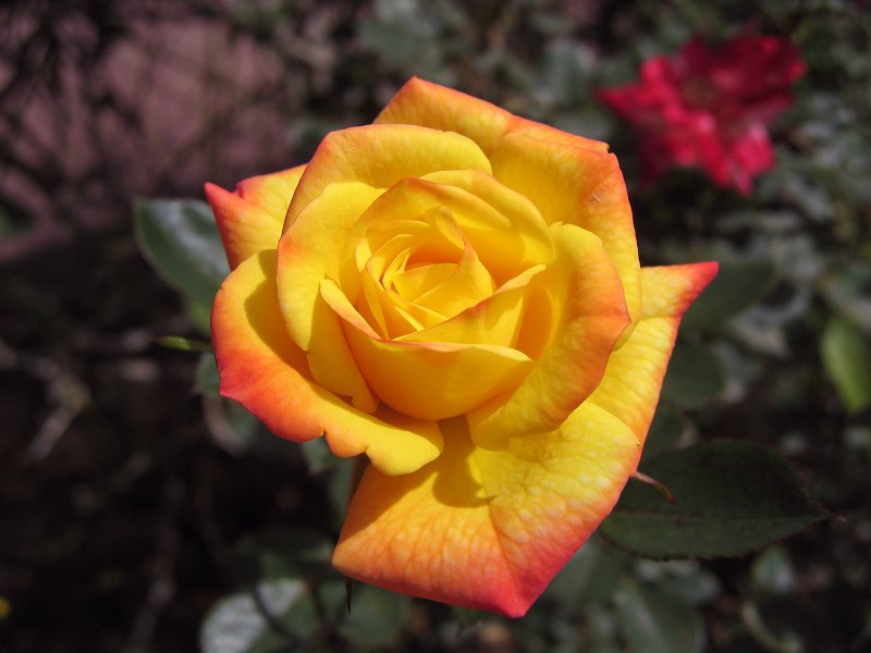 Rose | Flowers (FL29-IMG_2493_f.jpg)
