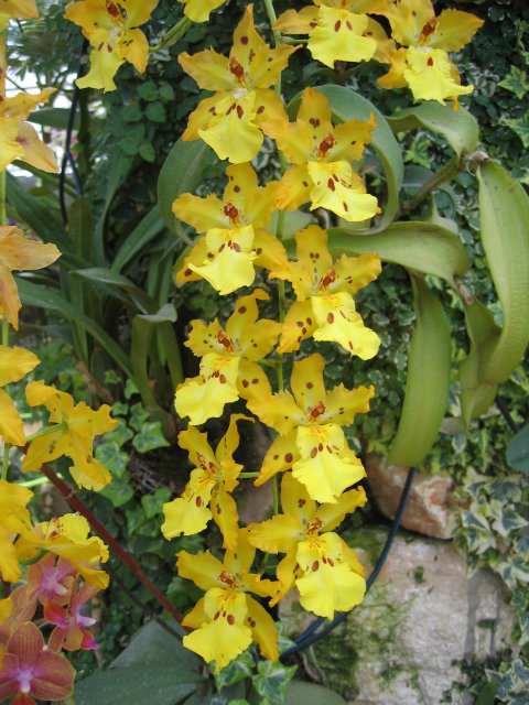 Orchids | Flowers (FL30-IMG_1017.JPG)