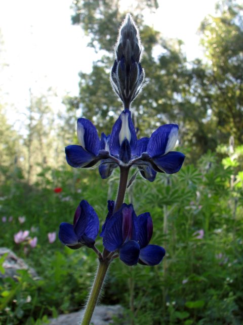 Wild Lupine | Flowers (FL31-IMG_1570_f.jpg)