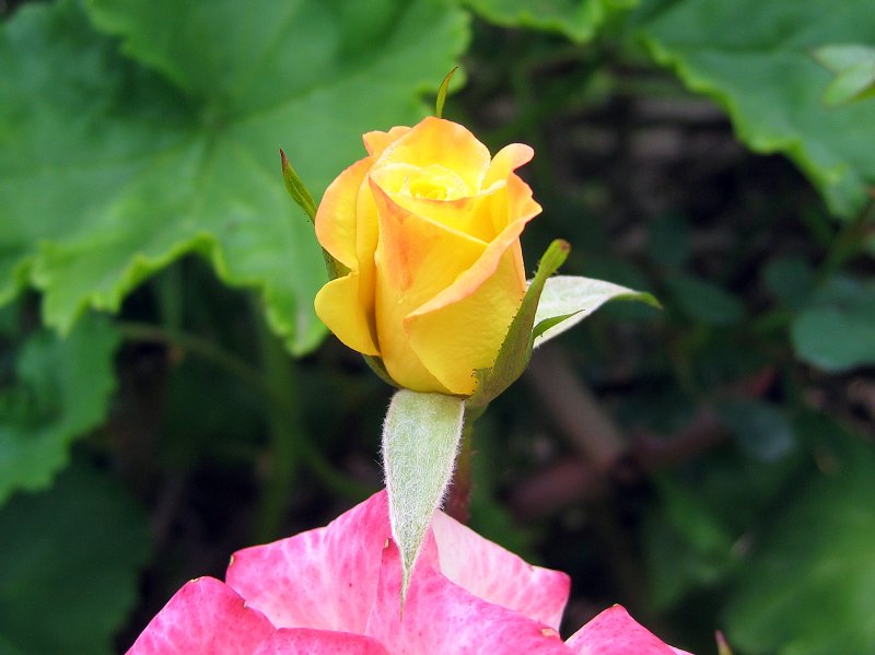 Rose | Flowers (FL32-IMG_2654_f.jpg)
