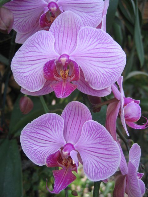 Orchids | Flowers (FL33-IMG_1028.JPG)