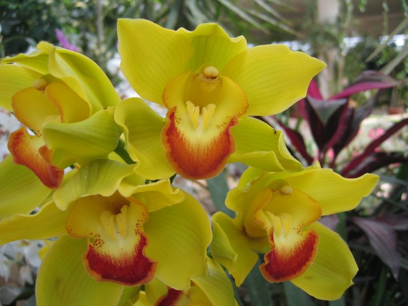 Orchids | Flowers (FL35-IMG_1083.JPG)