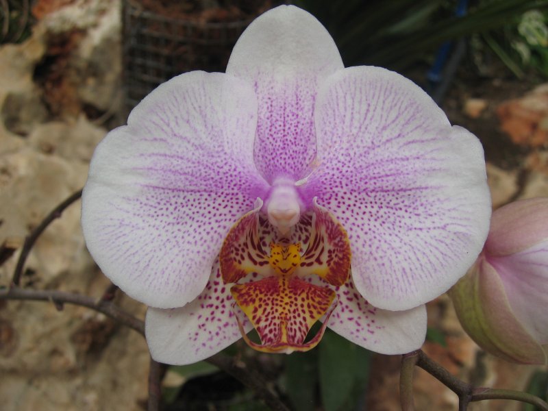 Orchid | Flowers (FL37-IMG_1098.JPG)
