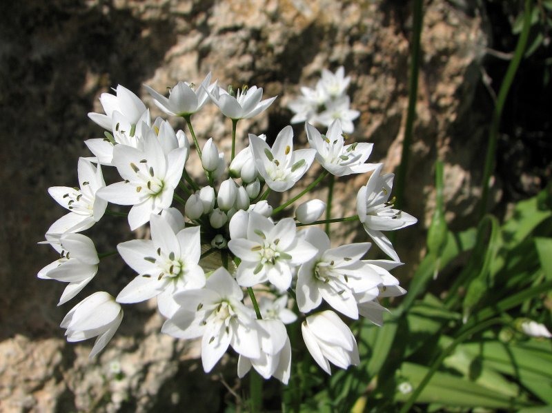 Hirsute Garlic | Flowers (FL38-IMG_1690_f.jpg)