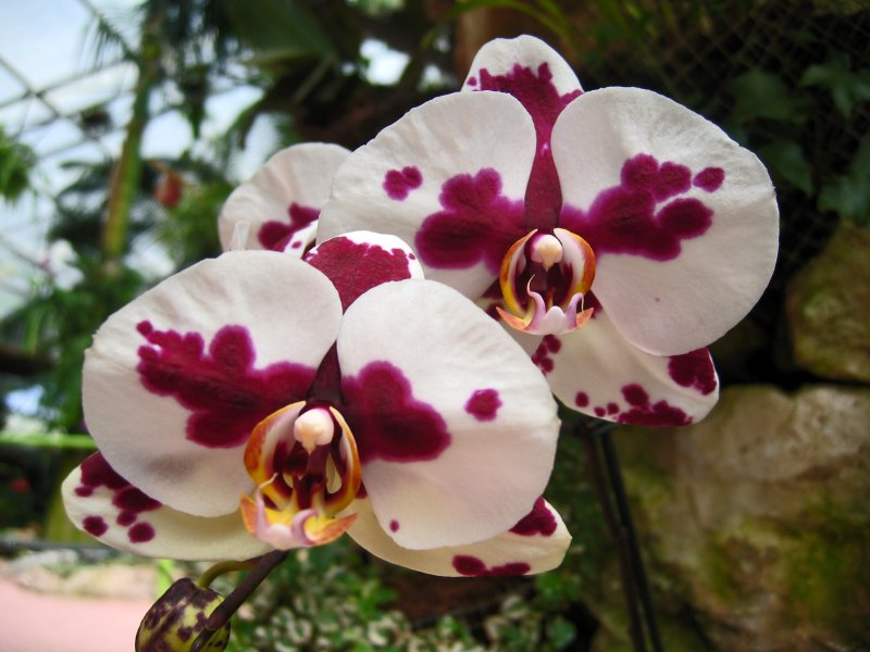 Orchids | Flowers (FL39-IMG_1103_f.jpg)