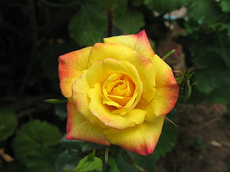 Rose | Flowers (FL40-IMG_2461_f.jpg)