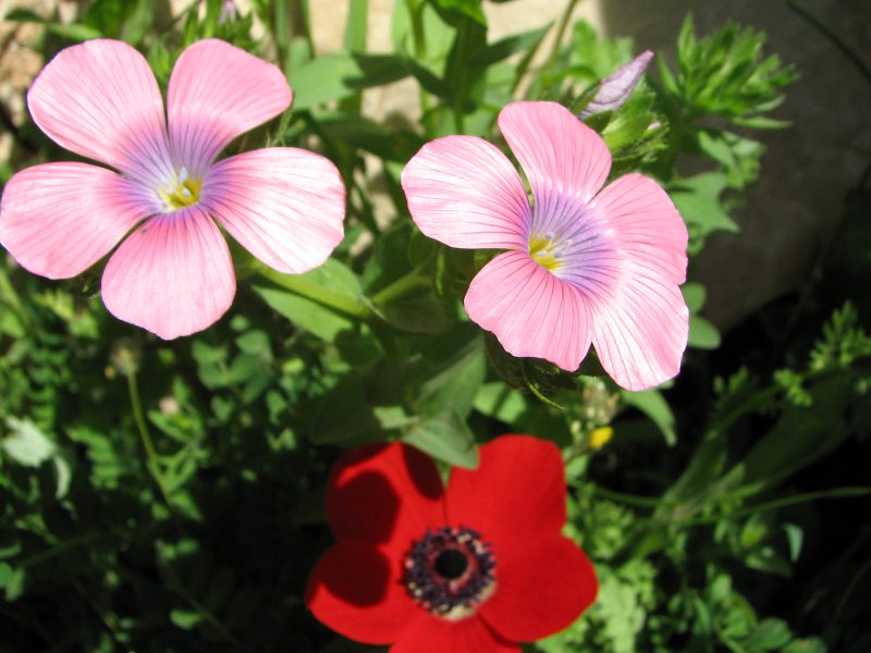 Hairy Pink Flax | Flowers (FL41-IMG_1643_f.jpg)