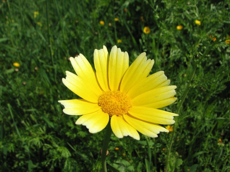 Crown Daisy | Flowers (FL42-IMG_1677_f.jpg)