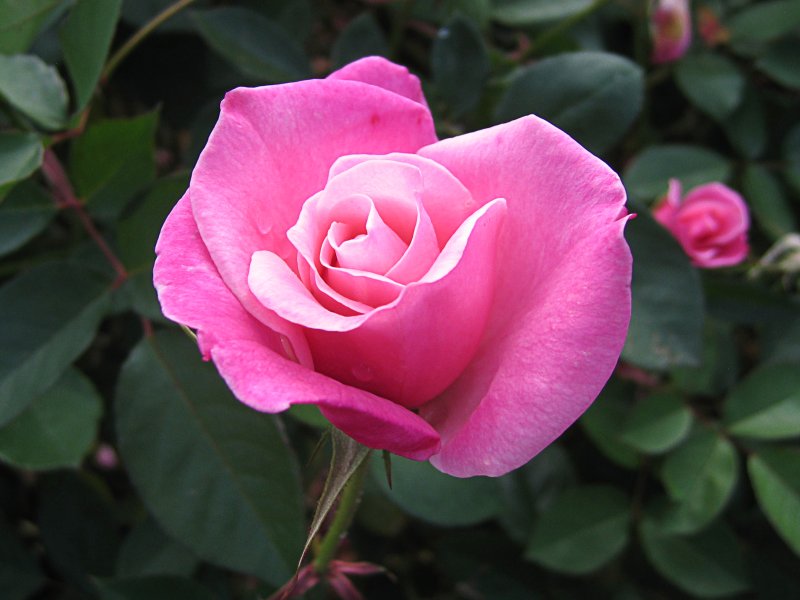 Rose | Flowers (FL43-IMG_8492_f.jpg)