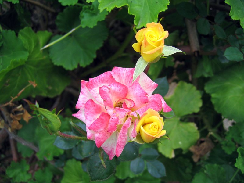 Roses | Flowers (FL45-IMG_2651_f.jpg)