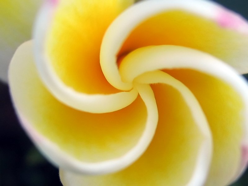 White Frangipani | Flowers (FL47-IMG_4862_maxi.jpg)