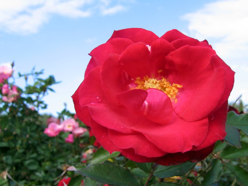 Rose | Flowers (FL49-IMG_8481_f.jpg)