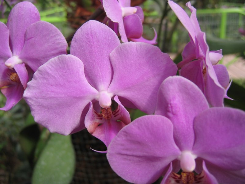 Orchids | Flowers (FL50-IMG_0935.JPG)