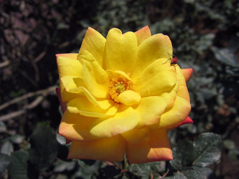 Rose | Flowers (FL51-IMG_2197_f.jpg)
