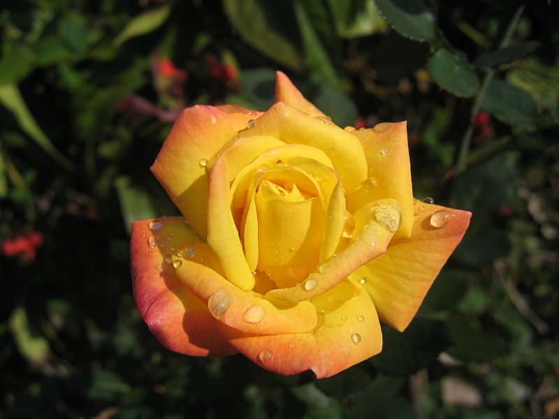 Rose | Flowers (FL57-IMG_8814_f.jpg)