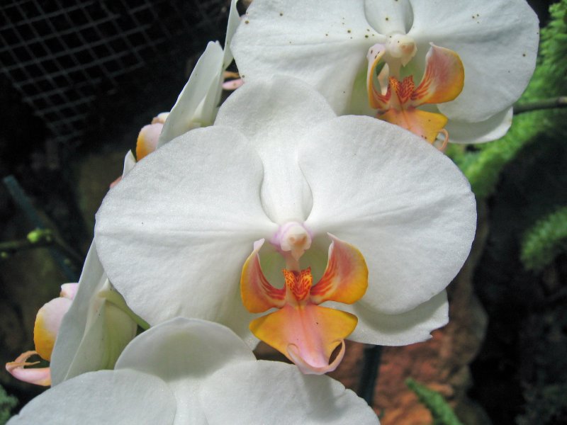 Orchid | Flowers (FL59-IMG_0888_f.jpg)