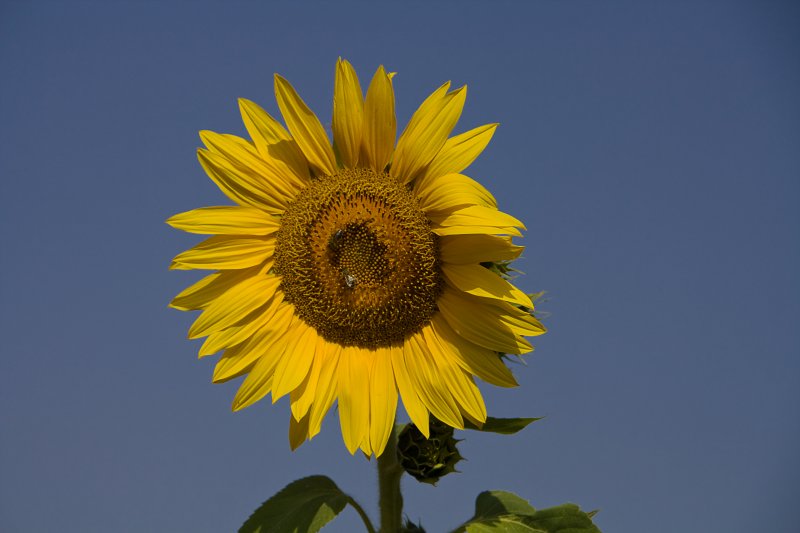 Sunflower | Flowers (FL61-IMG_1089_f.jpg)
