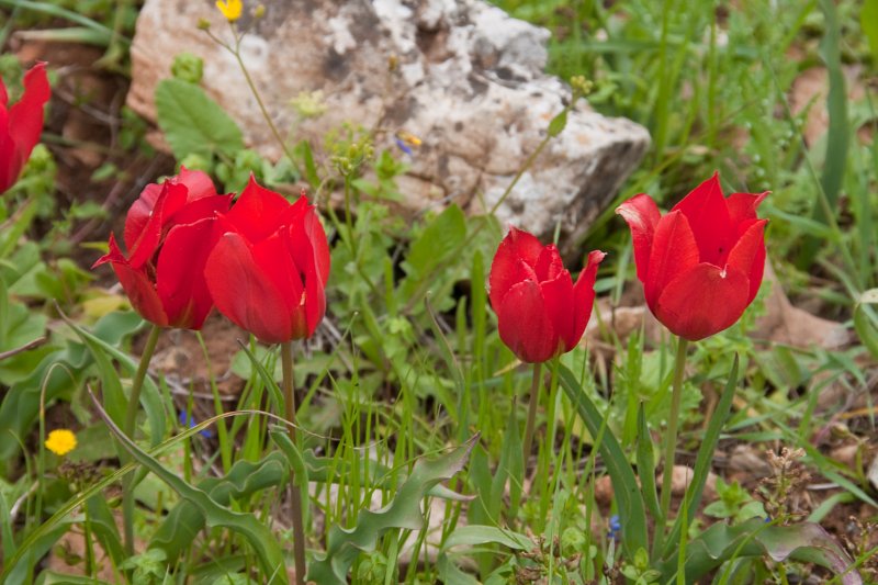 Sun's-eye Tulips | Flowers (FL63-IMG_6530_f.jpg)