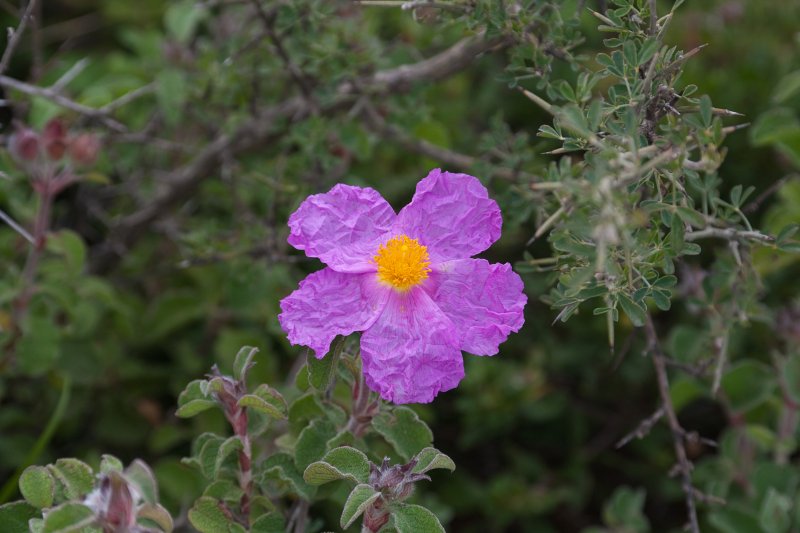 Soft-Hairy Rockrose | Flowers (FL64-IMG_6497_f.jpg)